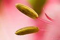 Delicate colours (40D_4601_1rid)